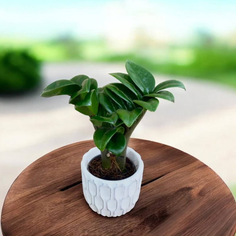 Zamioculcas zamifolia (Zamiokulkas) ´ZENZI´ - kont. P6, výška 10 cm